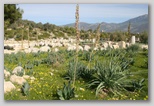 xanthos